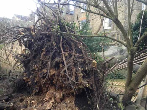 Emergency Tree Work in South West London