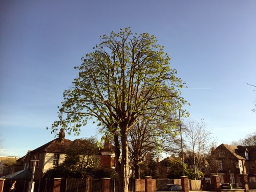 Tree Pruning and Reducing in South West London